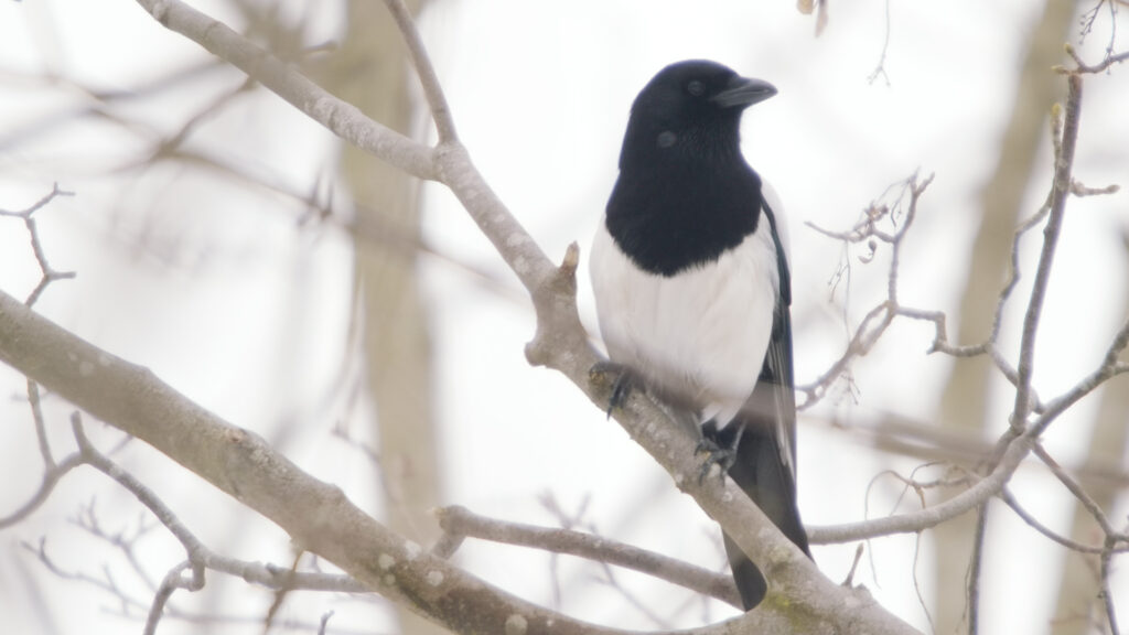 The Thieving Magpie